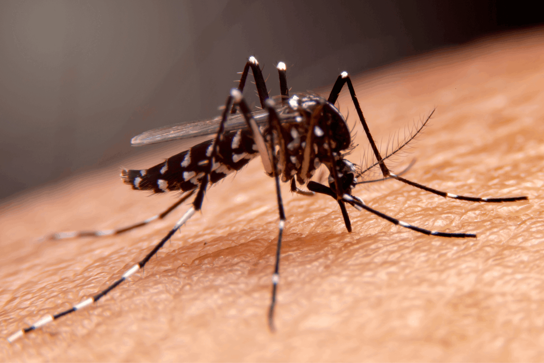Moustiques : Dangers, Prévention et Solutions de Traitement