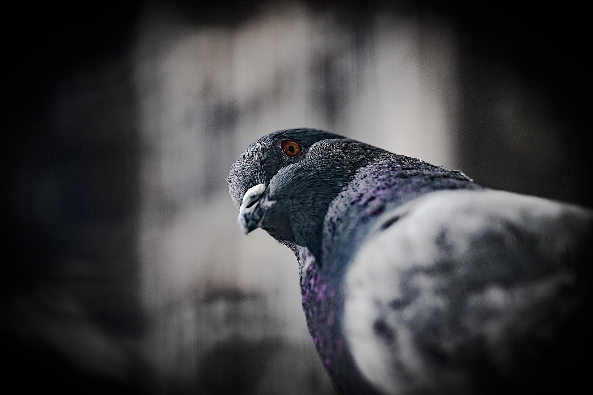 Pigeons : Dangers, Prévention et Solutions de Dératisation